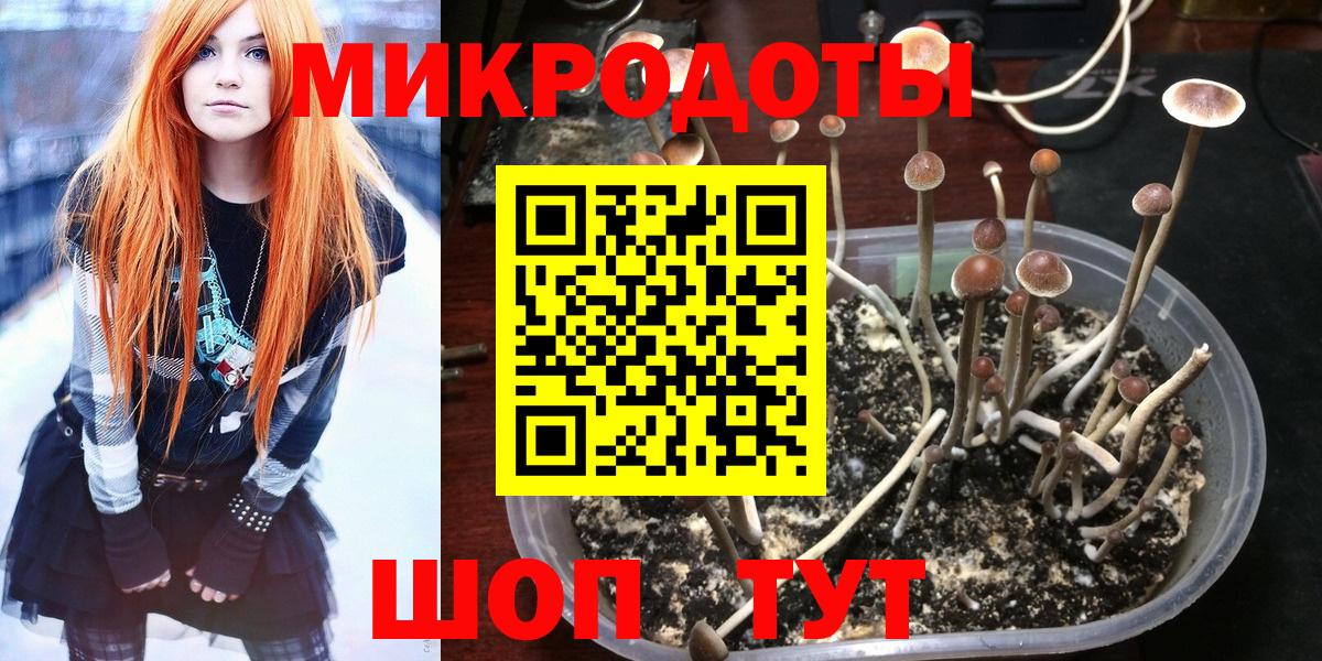 Псилоцибиновые грибы Psilocybine cubensis Михайловка