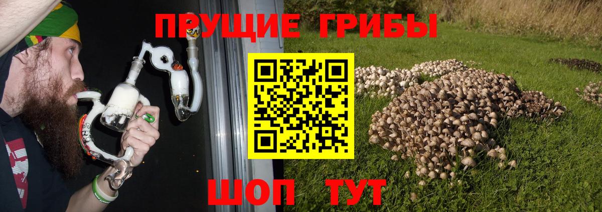 Михайловка  Псилоцибиновые грибы ЛСД  Вход с VPN 